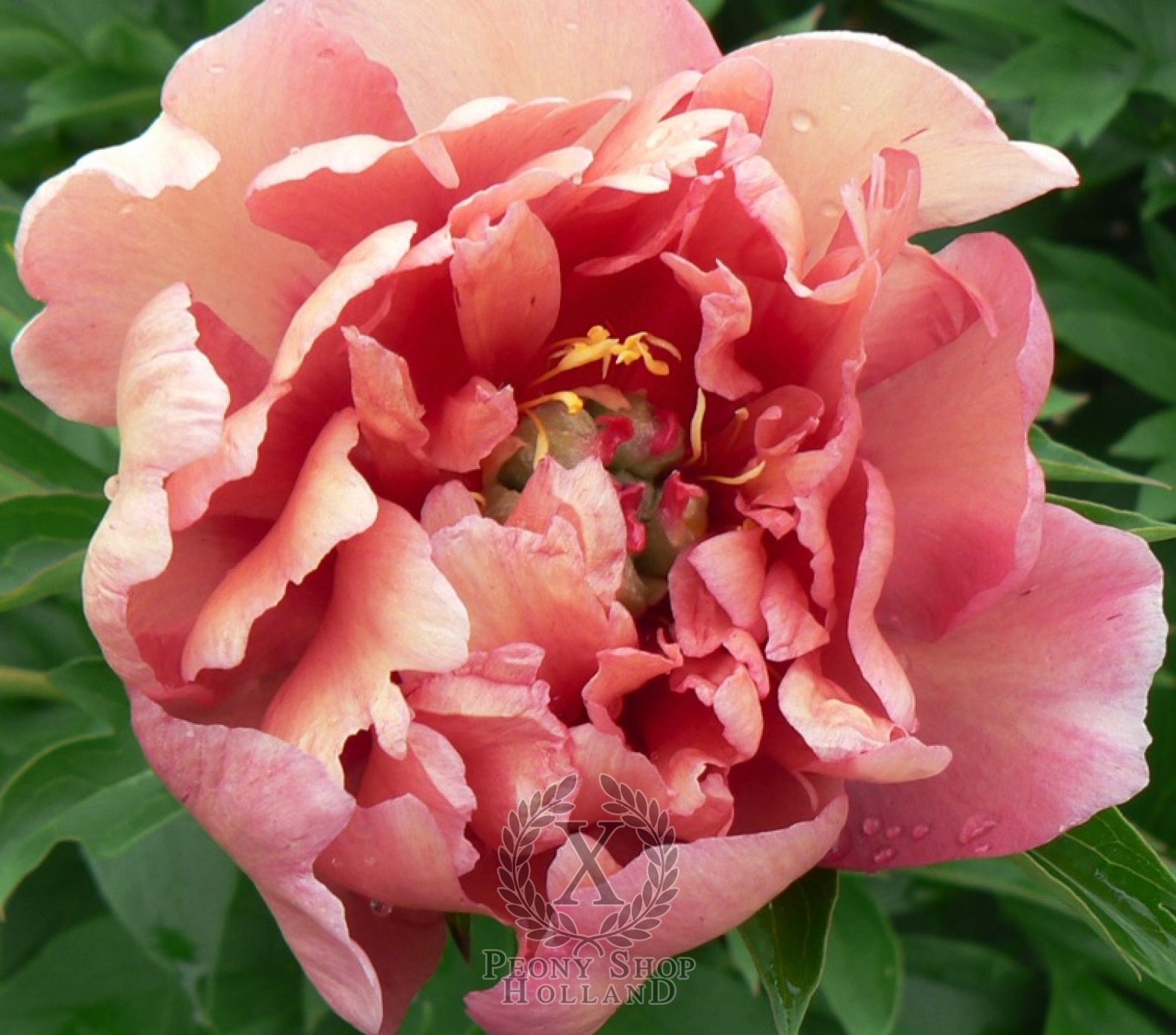 Peony Berry Garcia Itoh Hybrid at peony nursery 