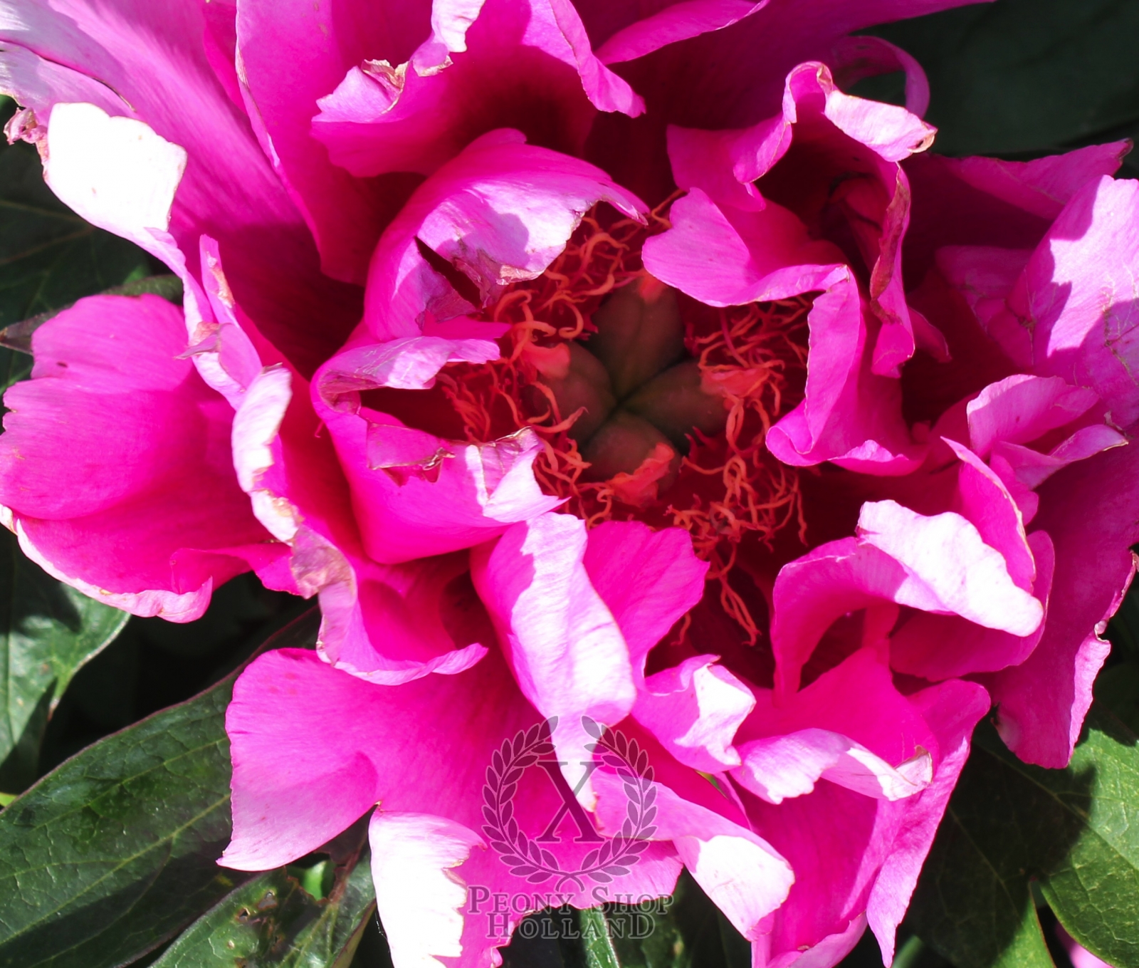 Peony Eternal Flash Itoh Hybrid At Peony Nursery Peonyshop.com