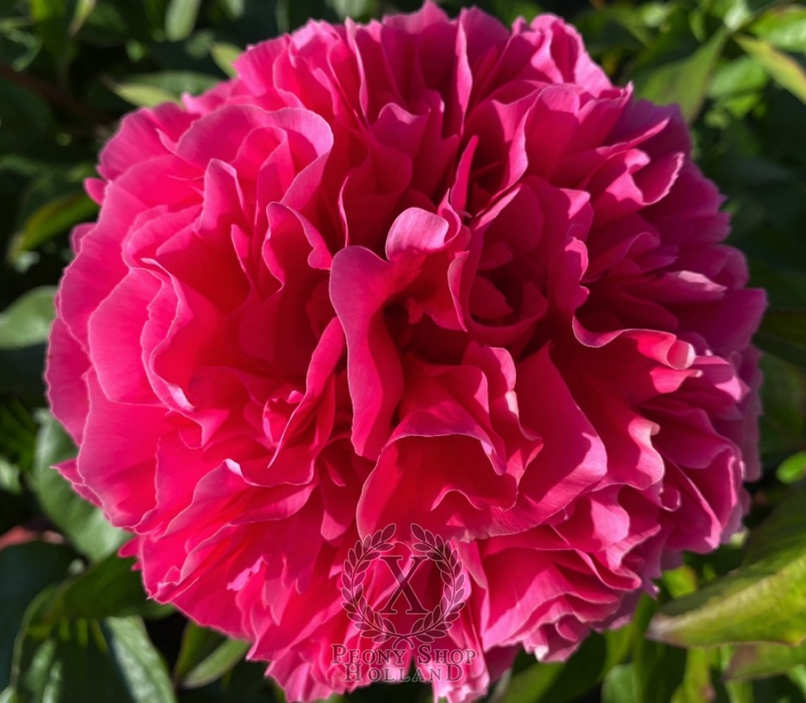 ナチュラ peony♡♡さま。確認用 | www.kdcow.com