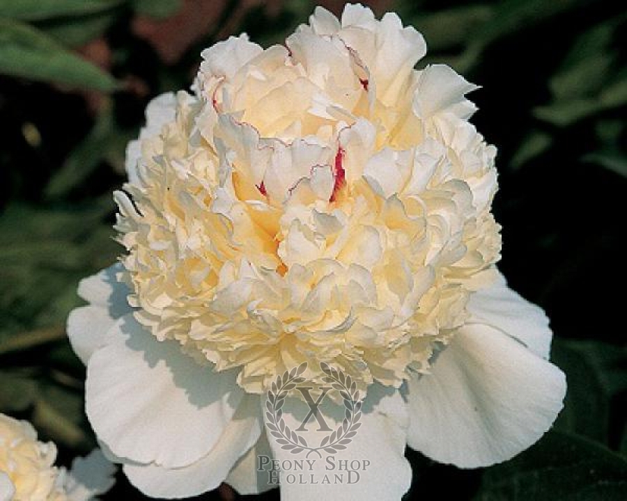 Peony Festiva Pixie at peony nursery