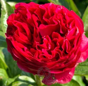 Thumbnail of Peony Germanicus, image 2 of 4