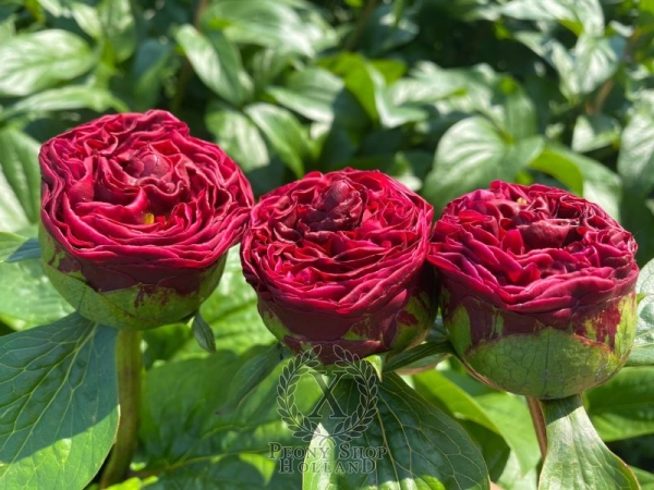 Peony Germanicus, image 4 of 4