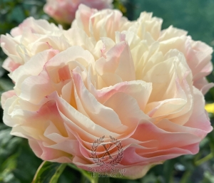 Thumbnail of Peony Hypnos®, image 3 of 6