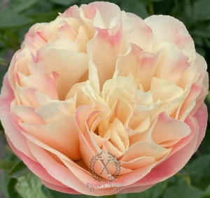 Thumbnail of Peony Hypnos®, image 4 of 6