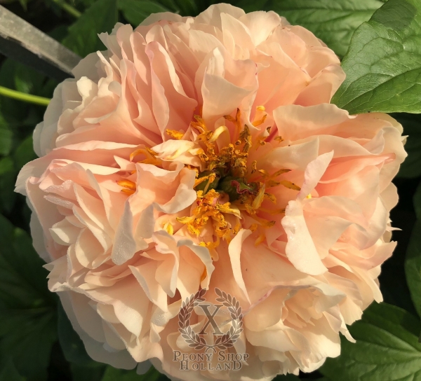 Peony Judgement of Paris