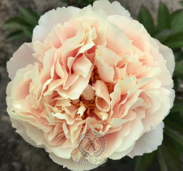 Peony Judgement of Paris, image 4 of 5