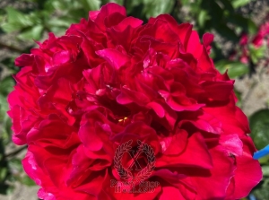 Thumbnail of Peony Kheimon, image 1 of 1