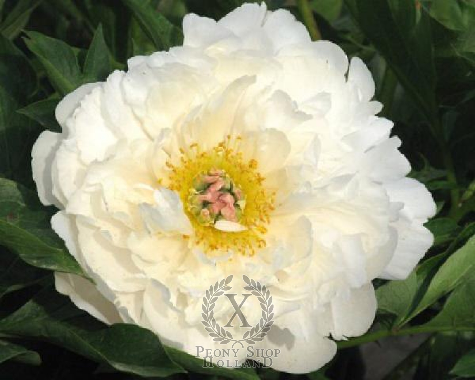 Peony Love Affair Itoh Hybrid at peony nursery Peonyshop.com