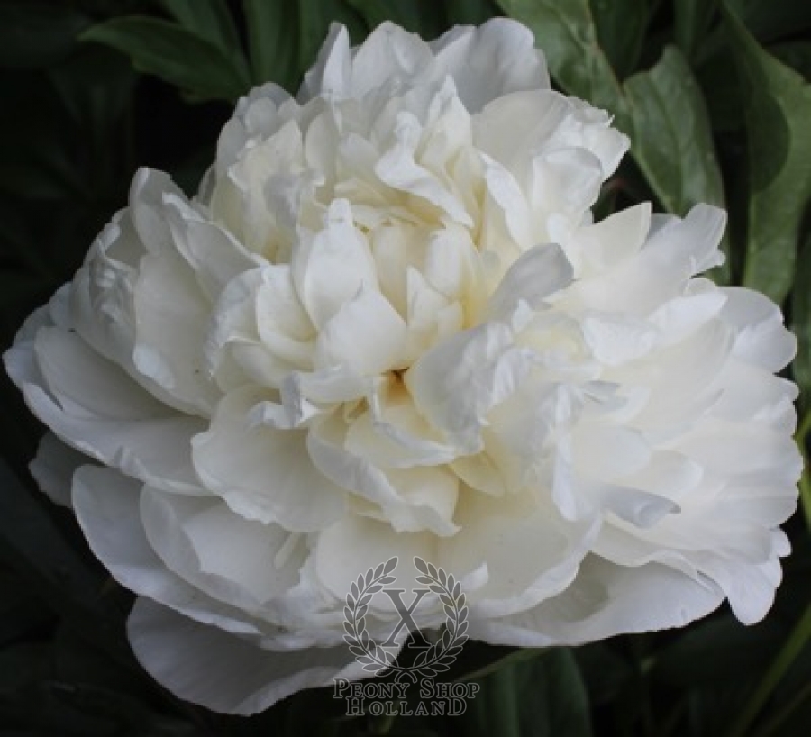 Mothers day cheap flowers peonies