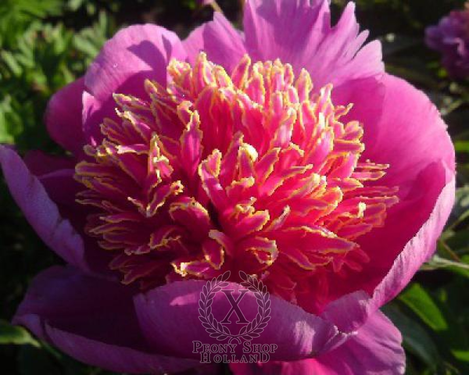 Peony Neon at peony nursery Peonyshop.com