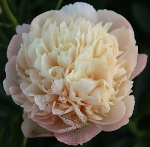 Thumbnail of Peony Nikita, image 1 of 1