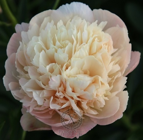 Peony Nikita