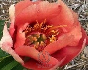 Thumbnail of Peony Old Rose Dandy, image 1 of 1