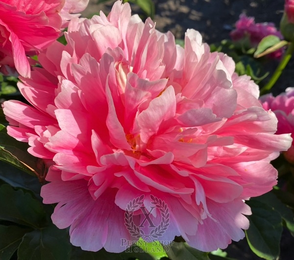 Peony Perseus and Andromeda