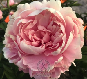 Thumbnail of Peony Pink Sphinx, image 1 of 3