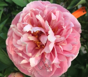 Thumbnail of Peony Pink Sphinx, image 2 of 3