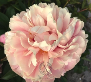 Thumbnail of Peony Pink Sphinx, image 3 of 3