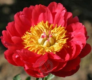 Thumbnail of Peony Raspberry Charm, image 1 of 1