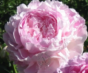 Thumbnail of Peony Rozova Dymka, image 1 of 2