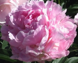 Thumbnail of Peony Rozova Dymka, image 2 of 2