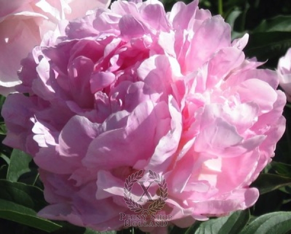 Peony Rozova Dymka, image 2 of 2