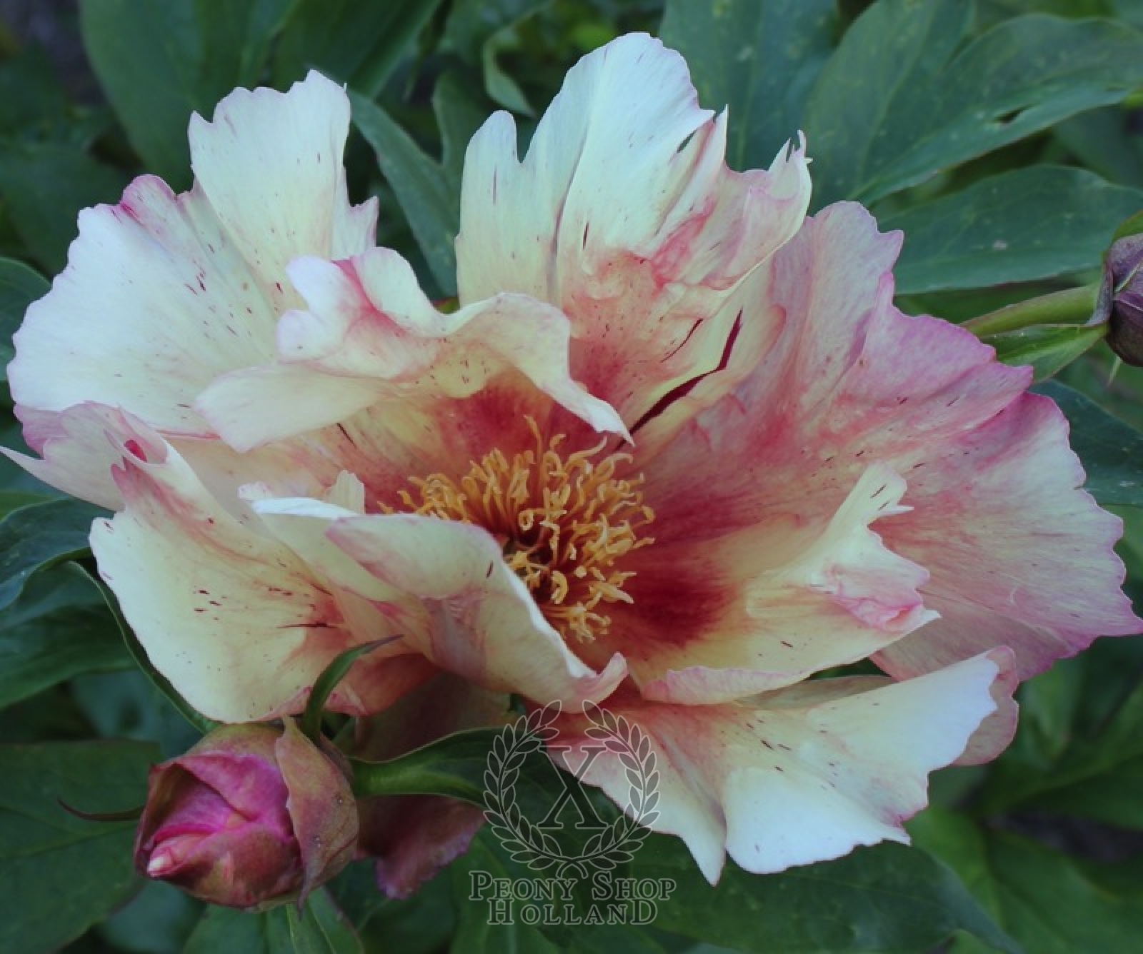 Peony Sonoma Kaleidoscope Itoh Hybrid at peony nursery Peonyshop.com