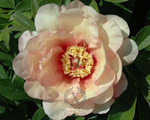 Thumbnail of Peony Sonoma Welcome, image 1 of 1