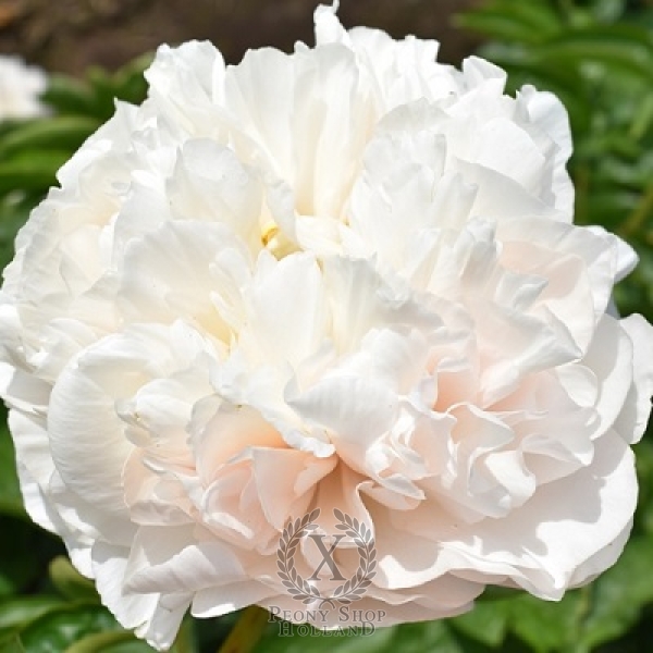 Peony Warm Clouds