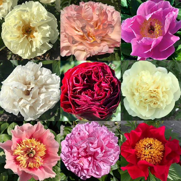 Peony Neon (Herbaceous) 🌷 para venda online na UE directamente da Holanda