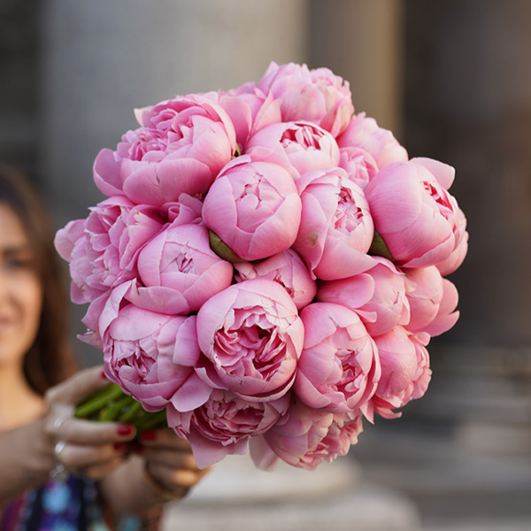 Doreen Peony, Shop Peonies