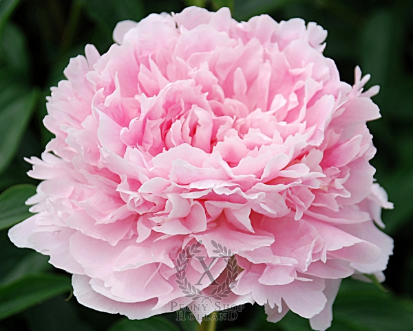 Peony Assortment Ассортимент пионов - Peony Shop Holland