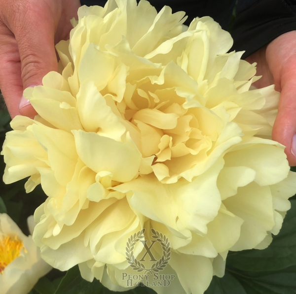 Peony House Of The Golden Bracelet At Peony Nursery Peonyshop Com