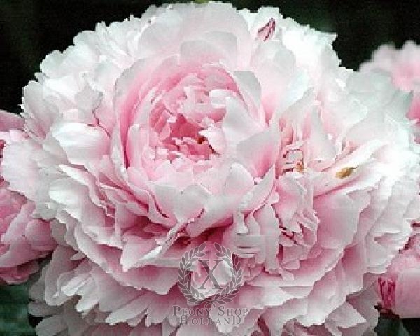 Peony Sarah Bernhardt At Peony Nursery Peonyshop Com